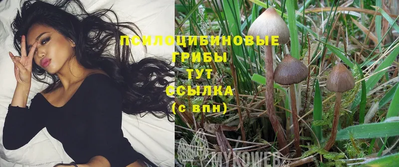 Галлюциногенные грибы Psilocybine cubensis  цены   Волгоград 